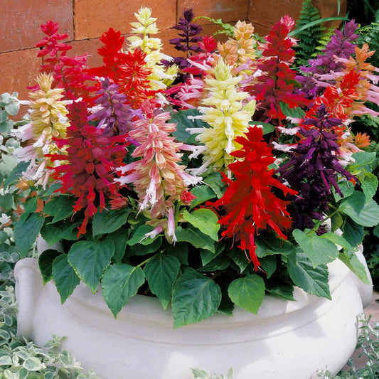 Salvia Vista F1 Hybrid Mix | Pack of 30-35 Seeds | Imported Variety