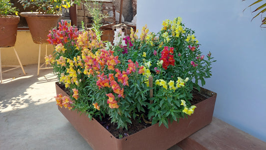 Antirrhinum F1 Hybrid Mix | Pack of 30-35 Seeds | Imported Variety