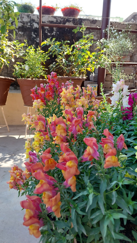 Antirrhinum Rocket F1 Hybrid Mix | Pack of 30-35 Seeds | Imported Variety