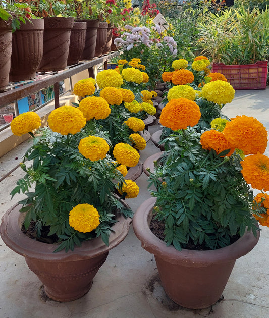 Marigold F1 Hybrid Mix | Pack of 20-25 Seeds | Imported Variety