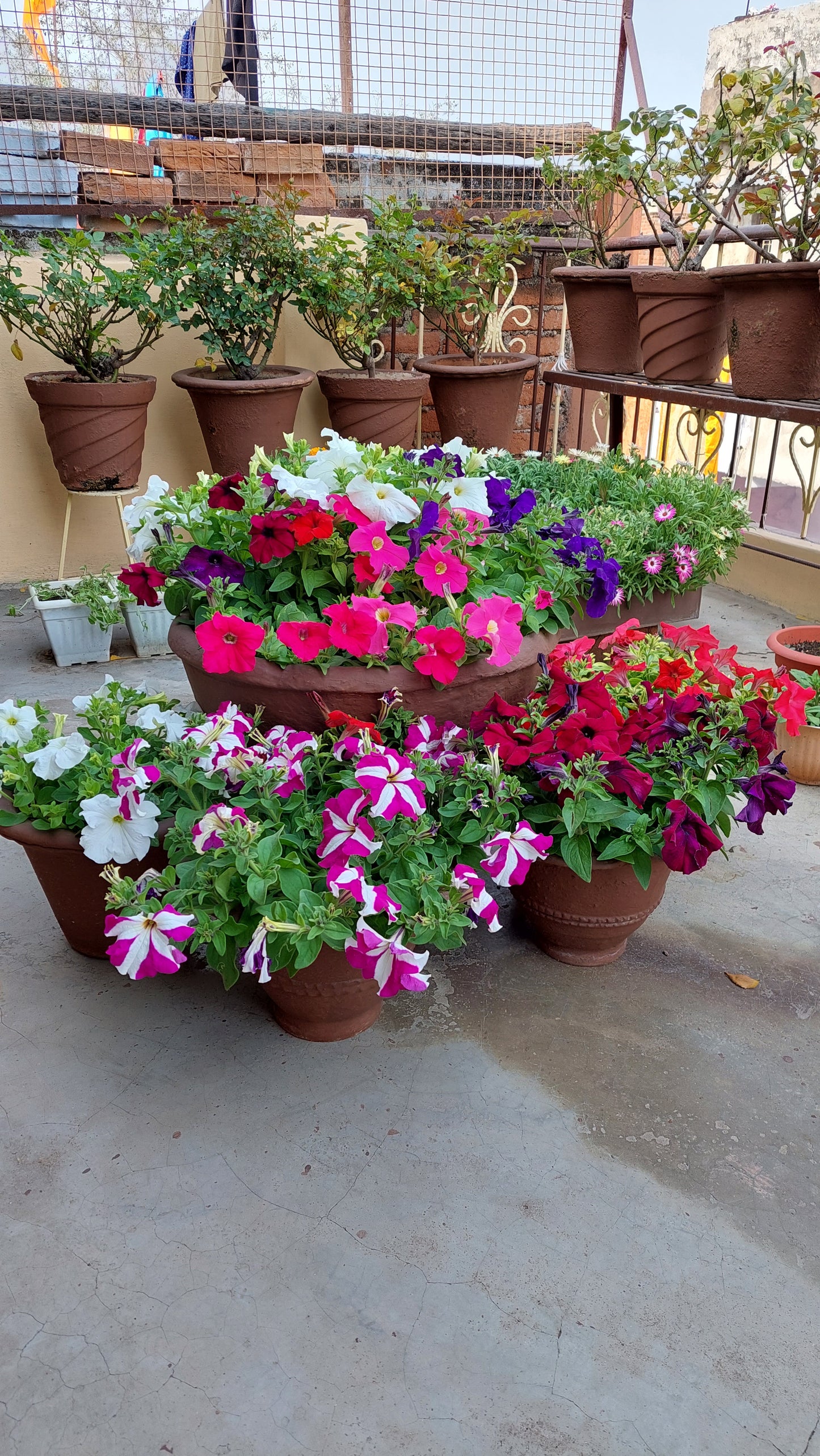 Petunia F1 Hybrid Mix | Pack of 100 Seeds | Imported Variety