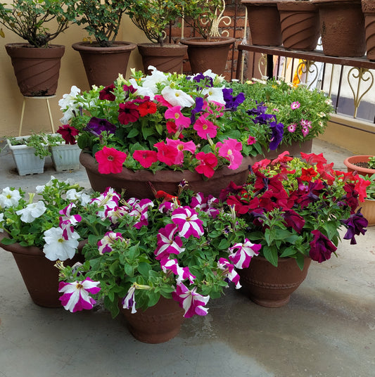 Petunia F1 Hybrid Mix | Pack of 35-40 Seeds | Imported Variety