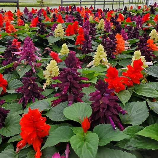 Salvia Vista F1 Hybrid Mix | Pack of 30-35 Seeds | Imported Variety