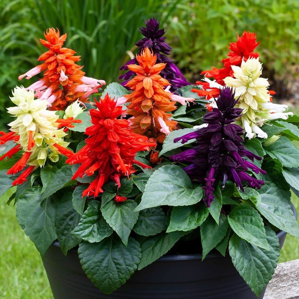 Salvia Vista F1 Hybrid Mix | Pack of 30-35 Seeds | Imported Variety