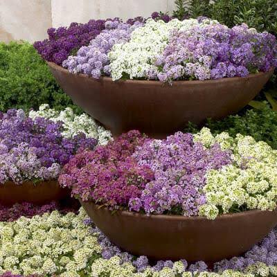 Alyssum Wonderland F1 Hybrid Mix | Pack of 90-100 Seeds | Imported Variety
