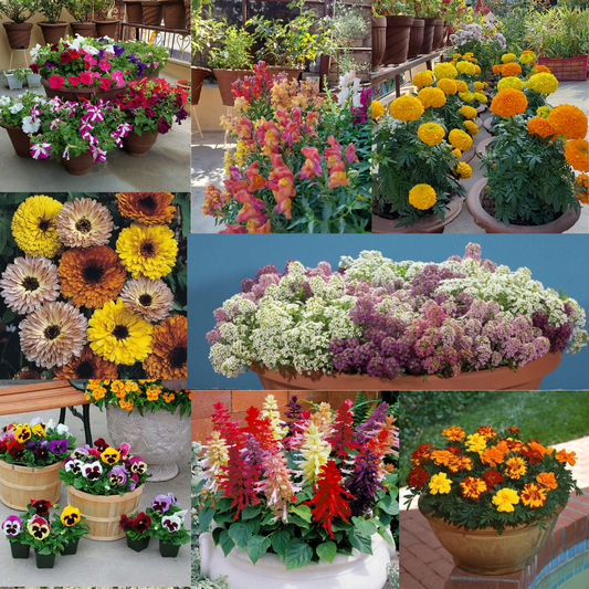 Winter Bloom Combo – 12-in-1 Flower Seed Pack