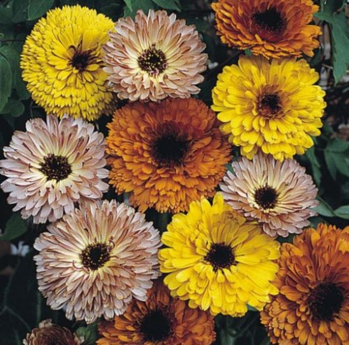 Grow 4 Beautiful Winter Flowers – Marigold, Petunia, Alyssum & Calendula in One Pack!