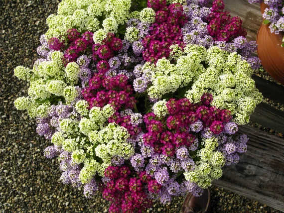 Alyssum Wonderland F1 Hybrid Mix | Pack of 70-100 Seeds | Imported Variety