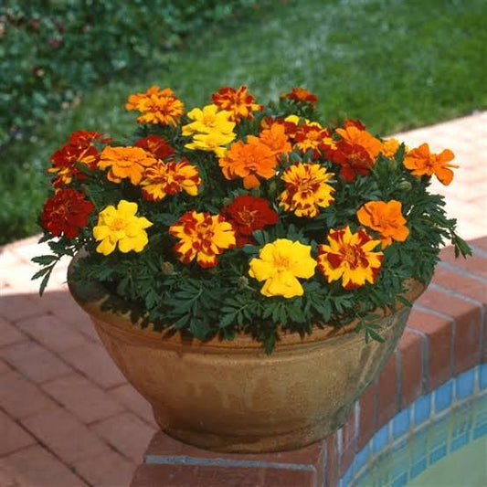French Marigold Bonanza F1 Hybrid Mix | Pack of 25-30 Seeds | Imported Variety
