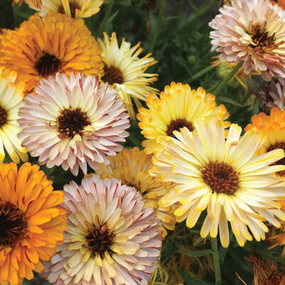 Calendula Touch of Red F1 Hybrid Mix | Pack of 30-35 Seeds | Imported Variety