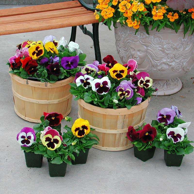 Grow 5 Royal Winter Flowers – Salvia, Snapdragon, Alyssum, French Marigold & Pansy in One Combo!