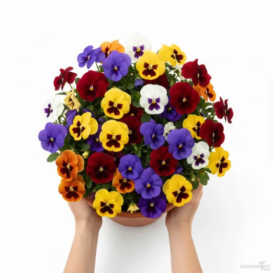 Pansy F1 Hybrid Mix | Pack of 30-35 Seeds | Imported Variety