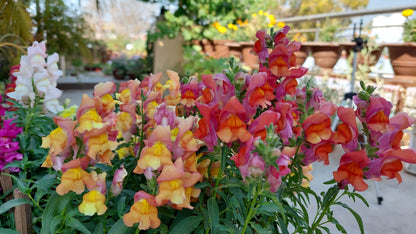 Antirrhinum Rocket F1 Hybrid Mix | Pack of 100 Seeds | Imported Variety