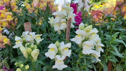 Antirrhinum Rocket F1 Hybrid Mix | Pack of 100 Seeds | Imported Variety