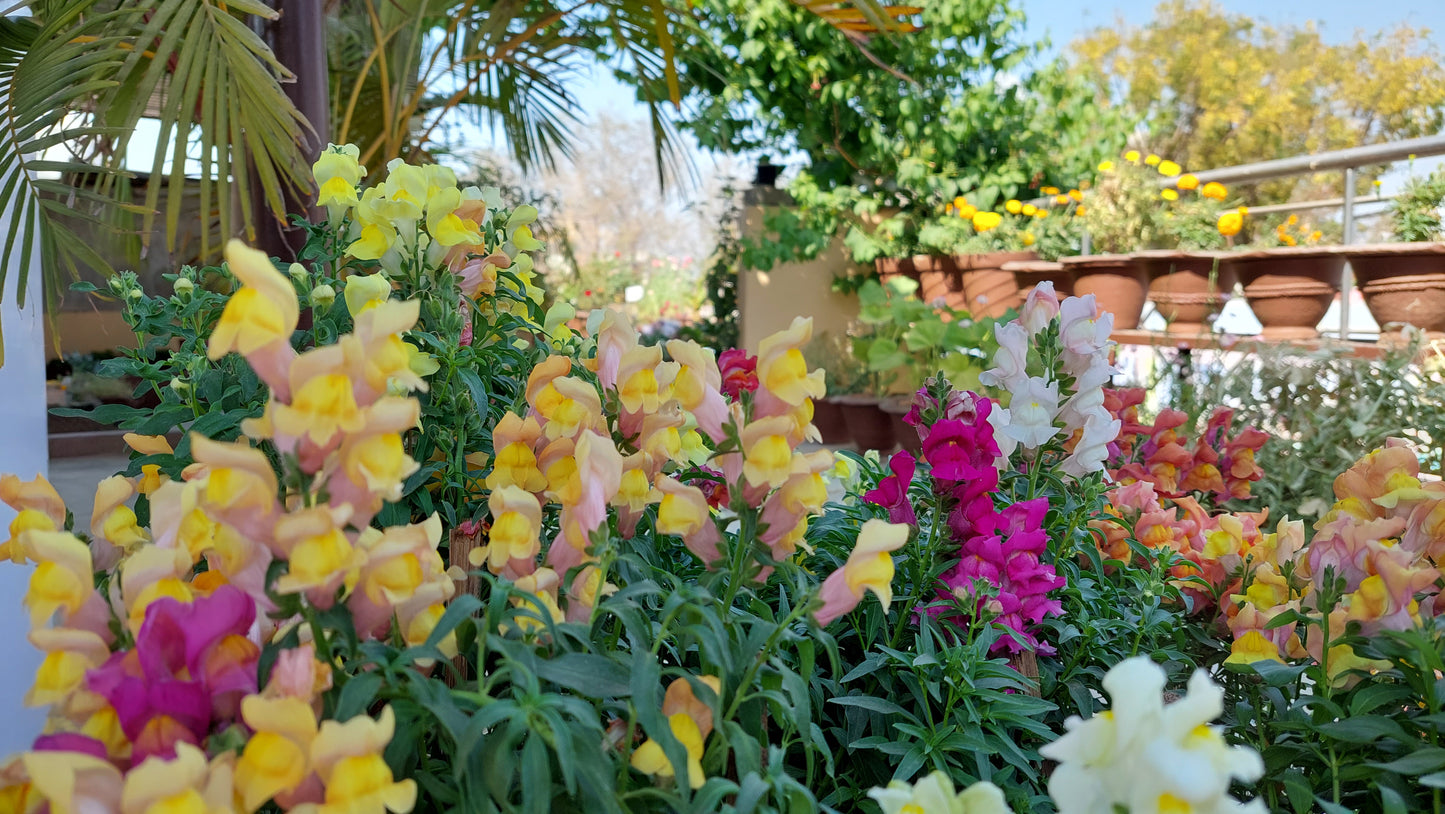 Antirrhinum Rocket F1 Hybrid Mix | Pack of 100 Seeds | Imported Variety
