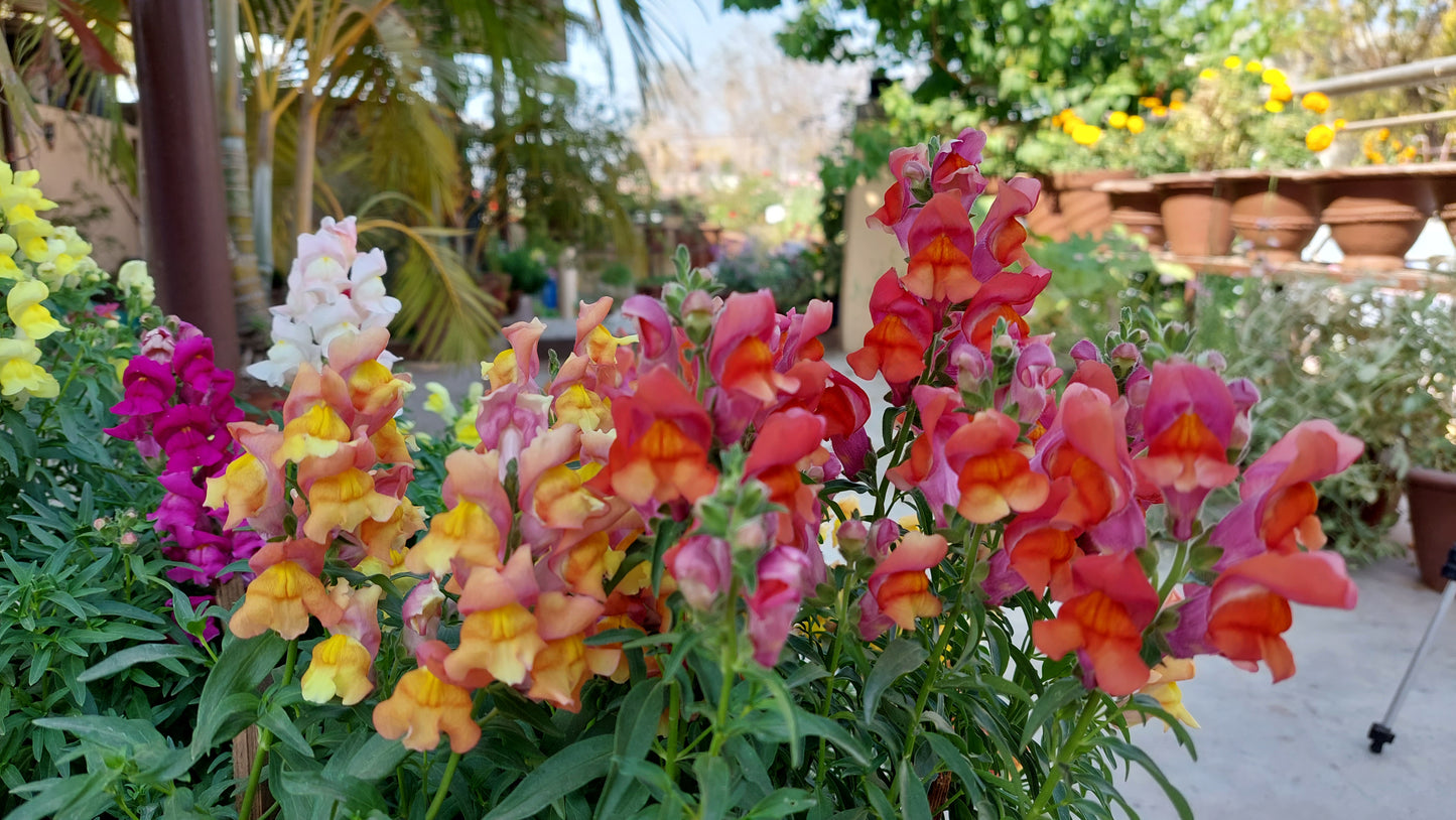 Antirrhinum Rocket F1 Hybrid Mix | Pack of 100 Seeds | Imported Variety
