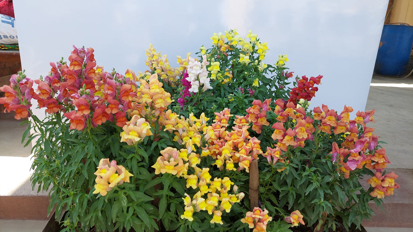 Antirrhinum Rocket F1 Hybrid Mix | Pack of 100 Seeds | Imported Variety