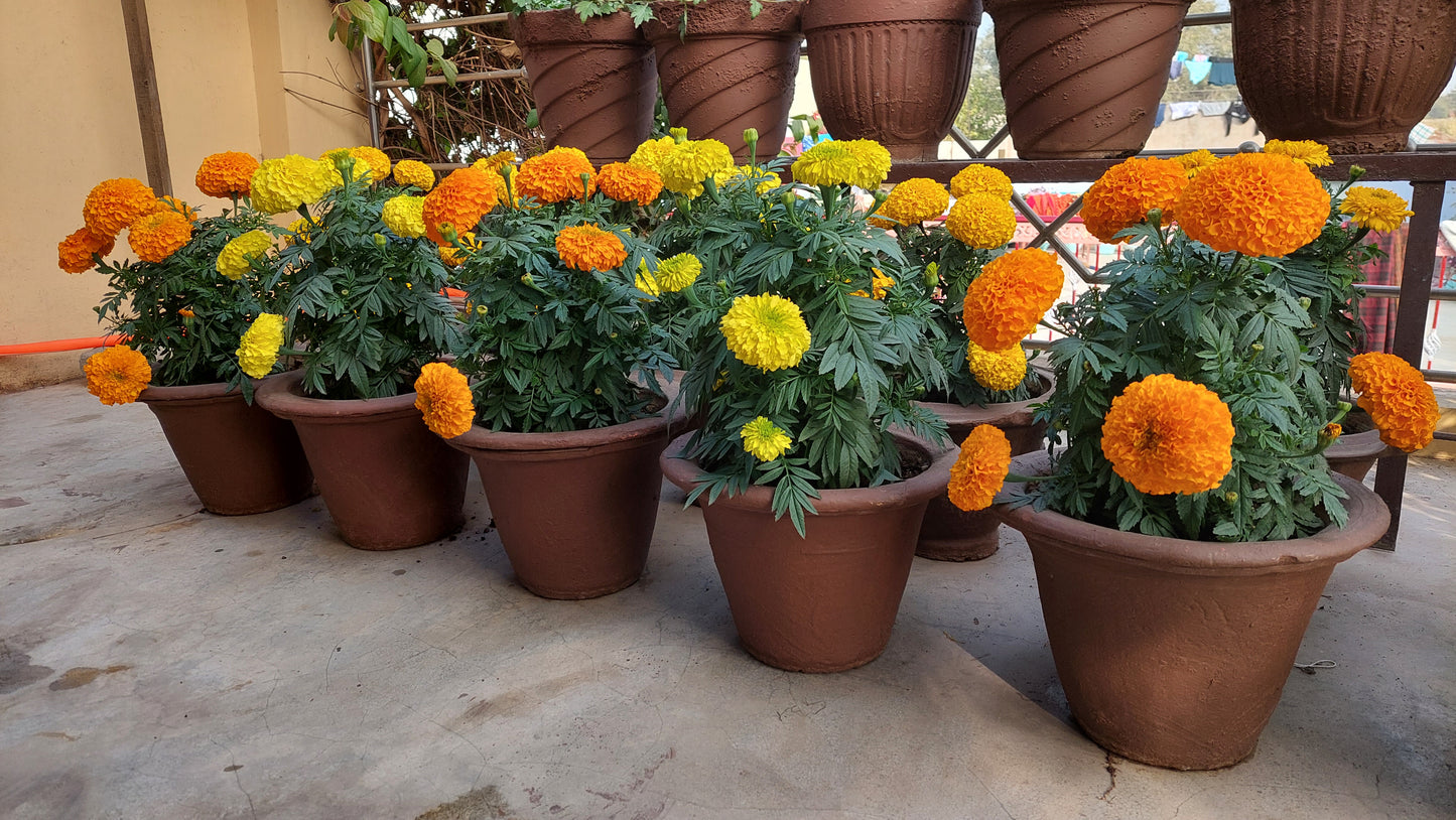 Marigold F1 Hybrid Mix | Pack of 20-25 Seeds | Imported Variety