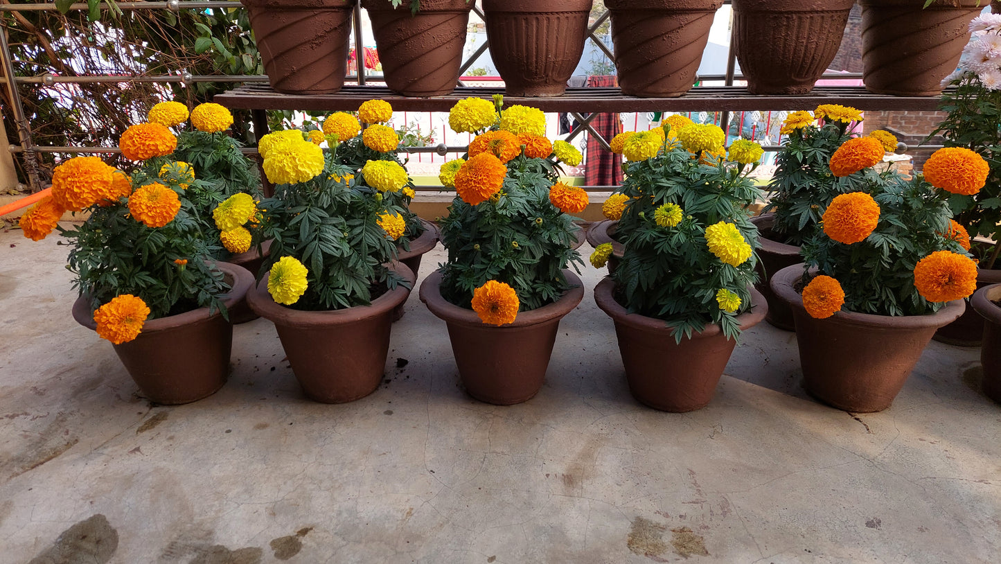 Marigold F1 Hybrid Mix | Pack of 20-25 Seeds | Imported Variety