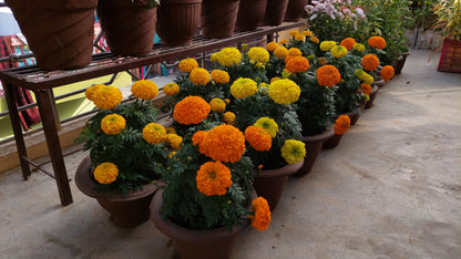 Marigold F1 Hybrid Mix | Pack of 20-25 Seeds | Imported Variety