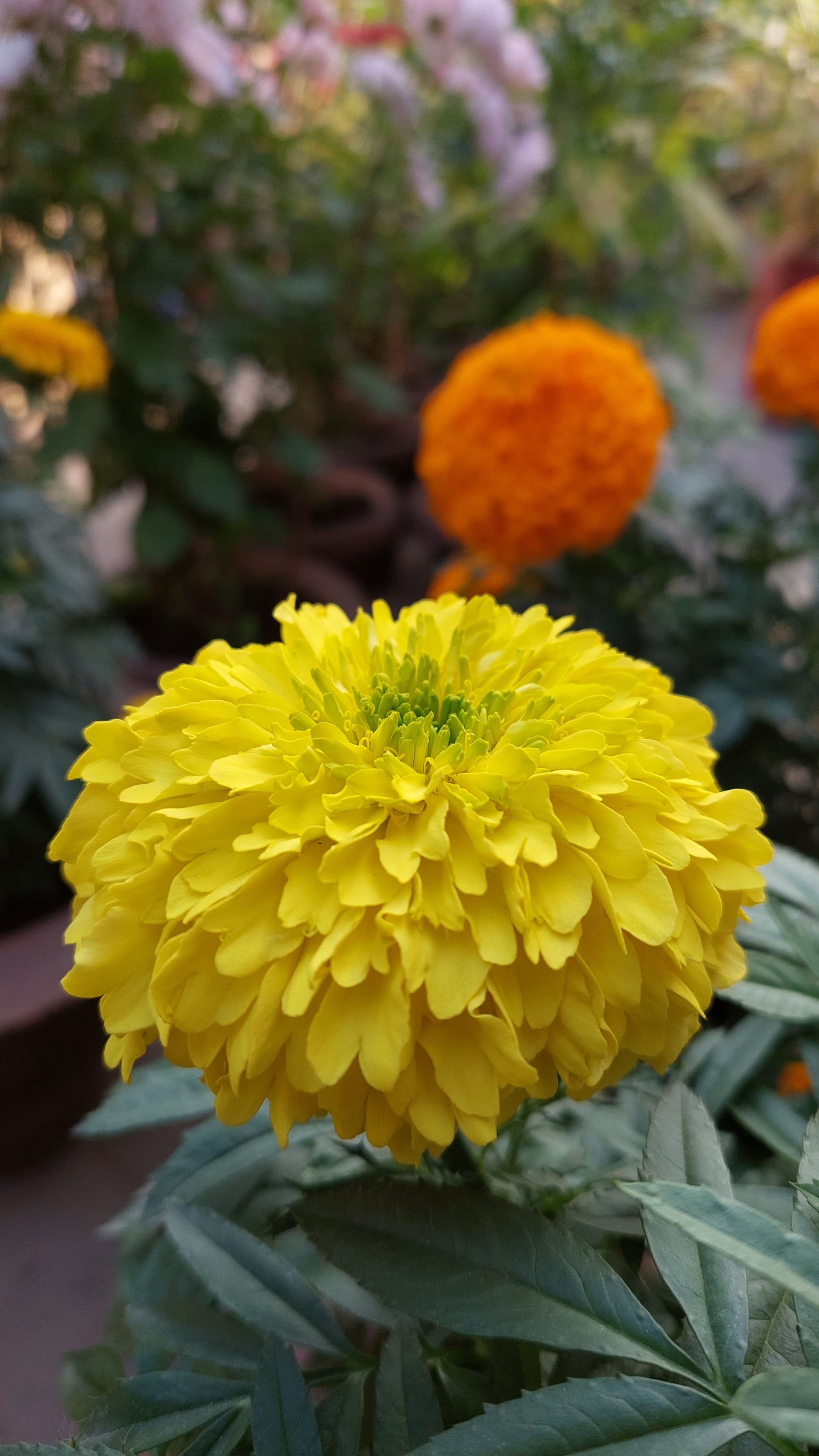 Marigold F1 Hybrid Mix | Pack of 20-25 Seeds | Imported Variety