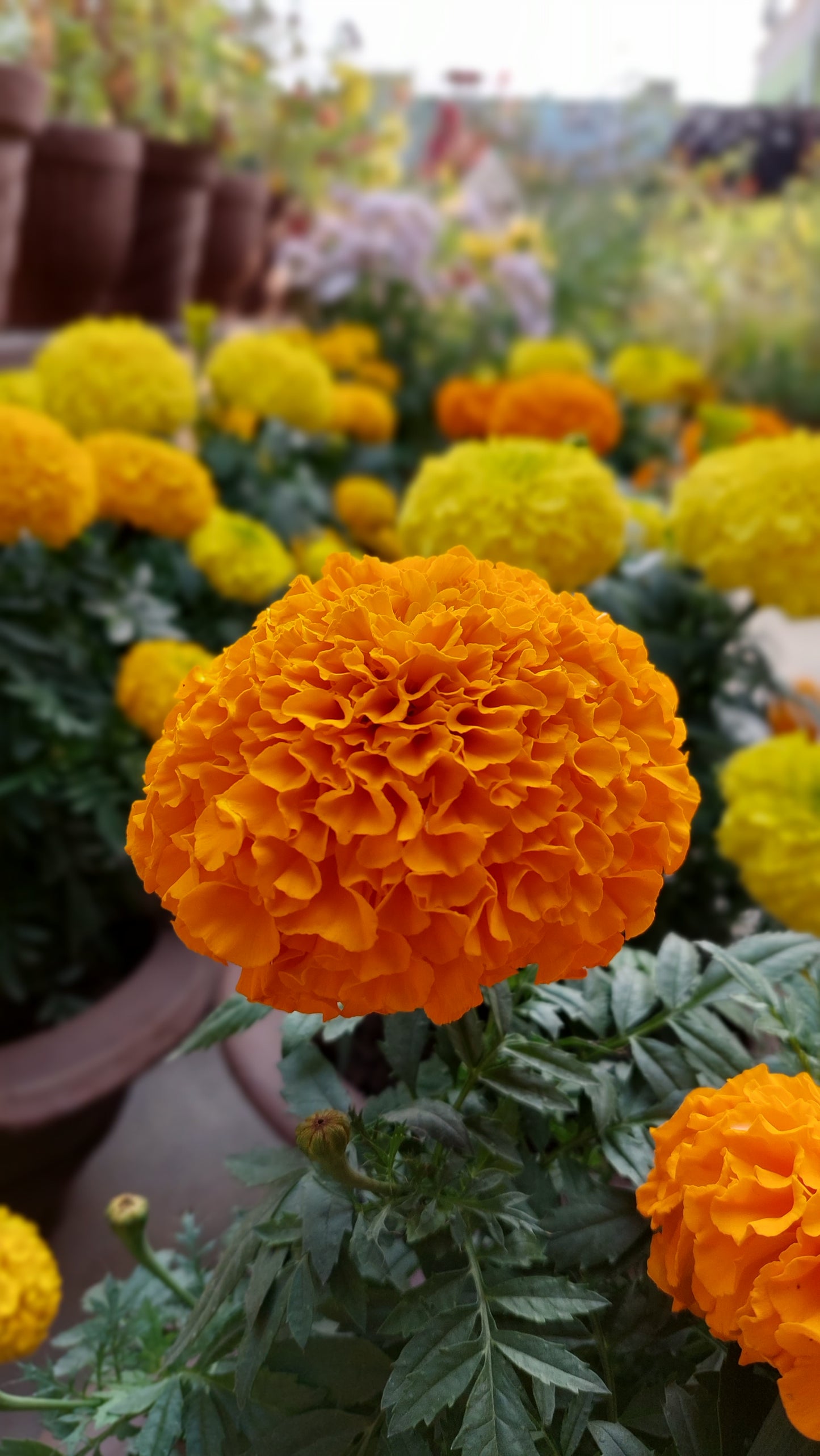 Marigold F1 Hybrid Mix | Pack of 20-25 Seeds | Imported Variety