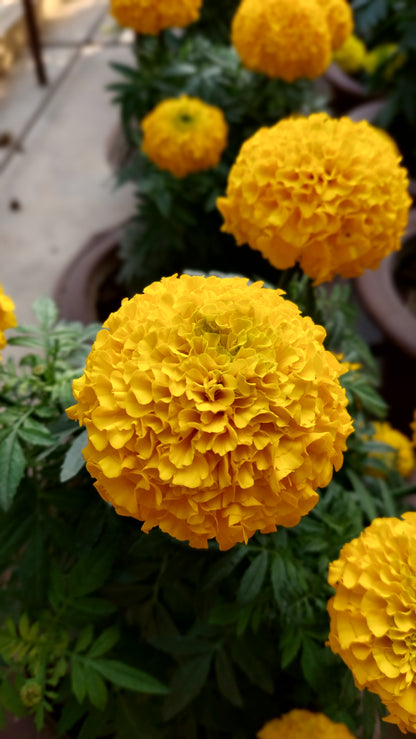Marigold F1 Hybrid Mix | Pack of 20-25 Seeds | Imported Variety