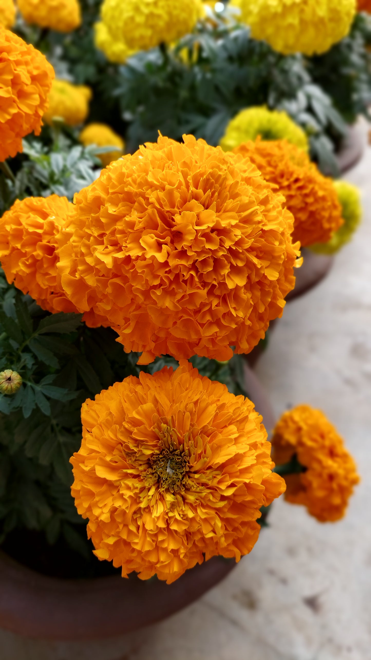 Marigold F1 Hybrid Mix | Pack of 20-25 Seeds | Imported Variety