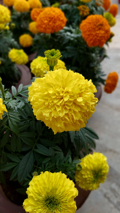Marigold F1 Hybrid Mix | Pack of 20-25 Seeds | Imported Variety