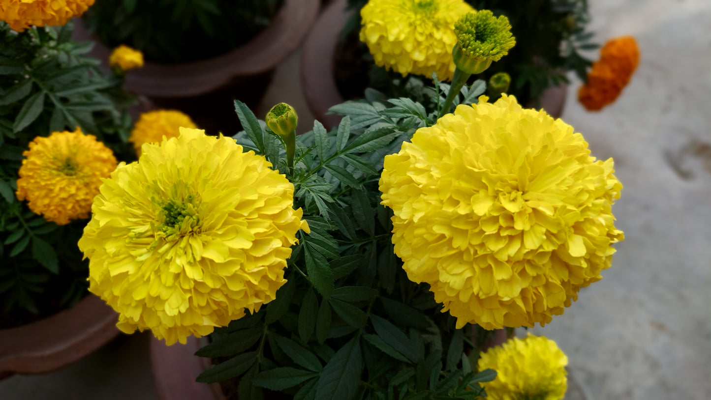 Marigold F1 Hybrid Mix | Pack of 20-25 Seeds | Imported Variety