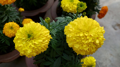 Marigold F1 Hybrid Mix | Pack of 20-25 Seeds | Imported Variety