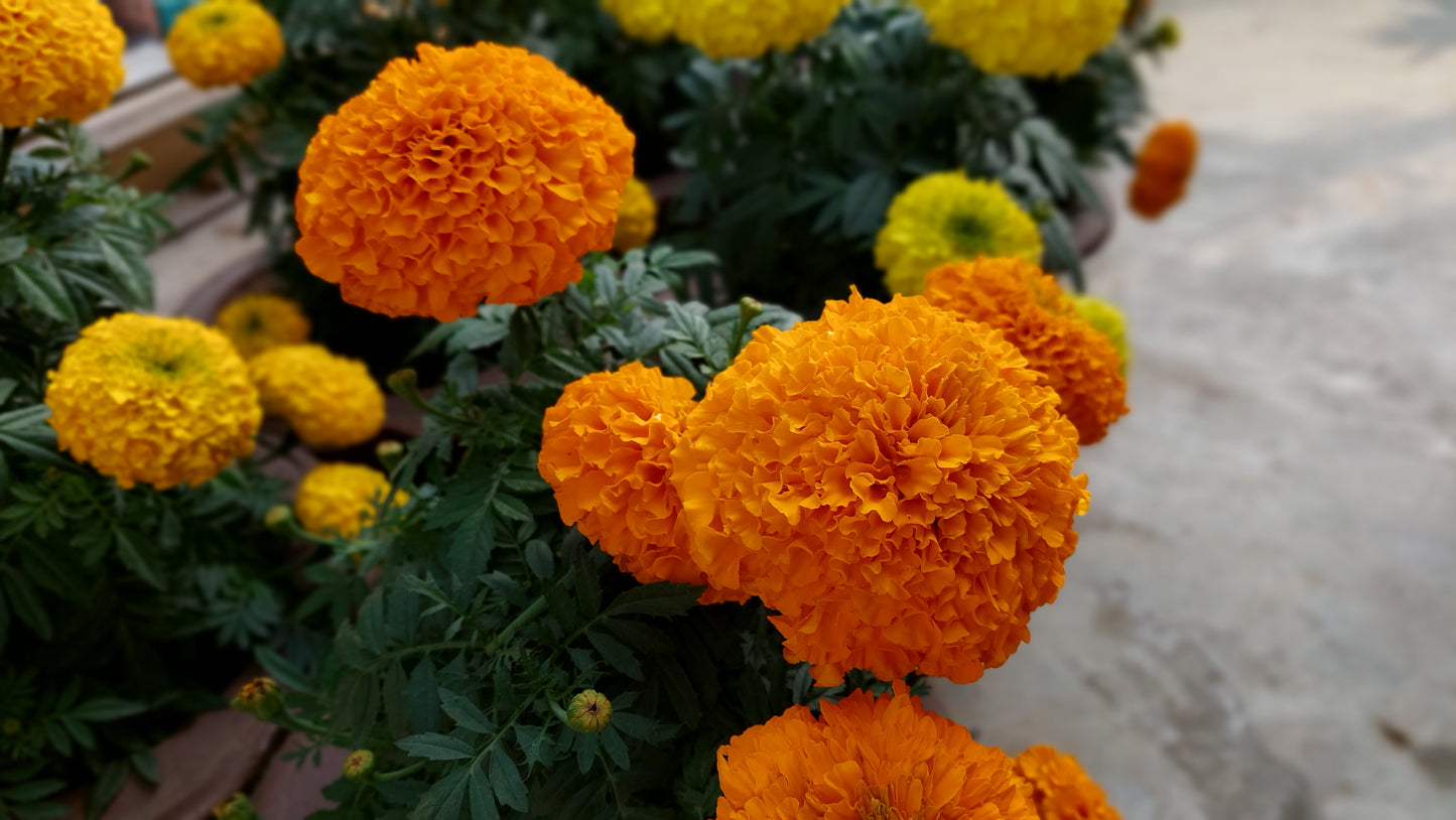 Marigold F1 Hybrid Mix | Pack of 20-25 Seeds | Imported Variety