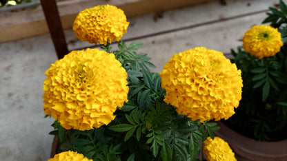Marigold F1 Hybrid Mix | Pack of 20-25 Seeds | Imported Variety