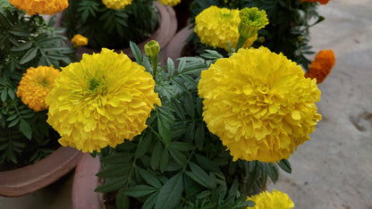 Marigold F1 Hybrid Mix | Pack of 20-25 Seeds | Imported Variety