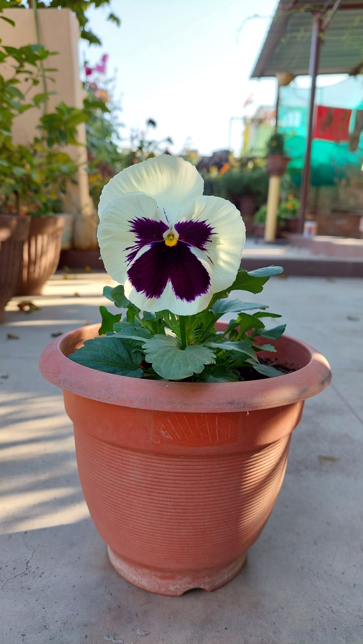 Pansy F1 Hybrid Mix | Pack of 100 Seeds | Imported Variety