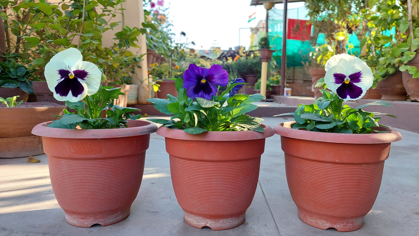 Pansy F1 Hybrid Mix | Pack of 100 Seeds | Imported Variety