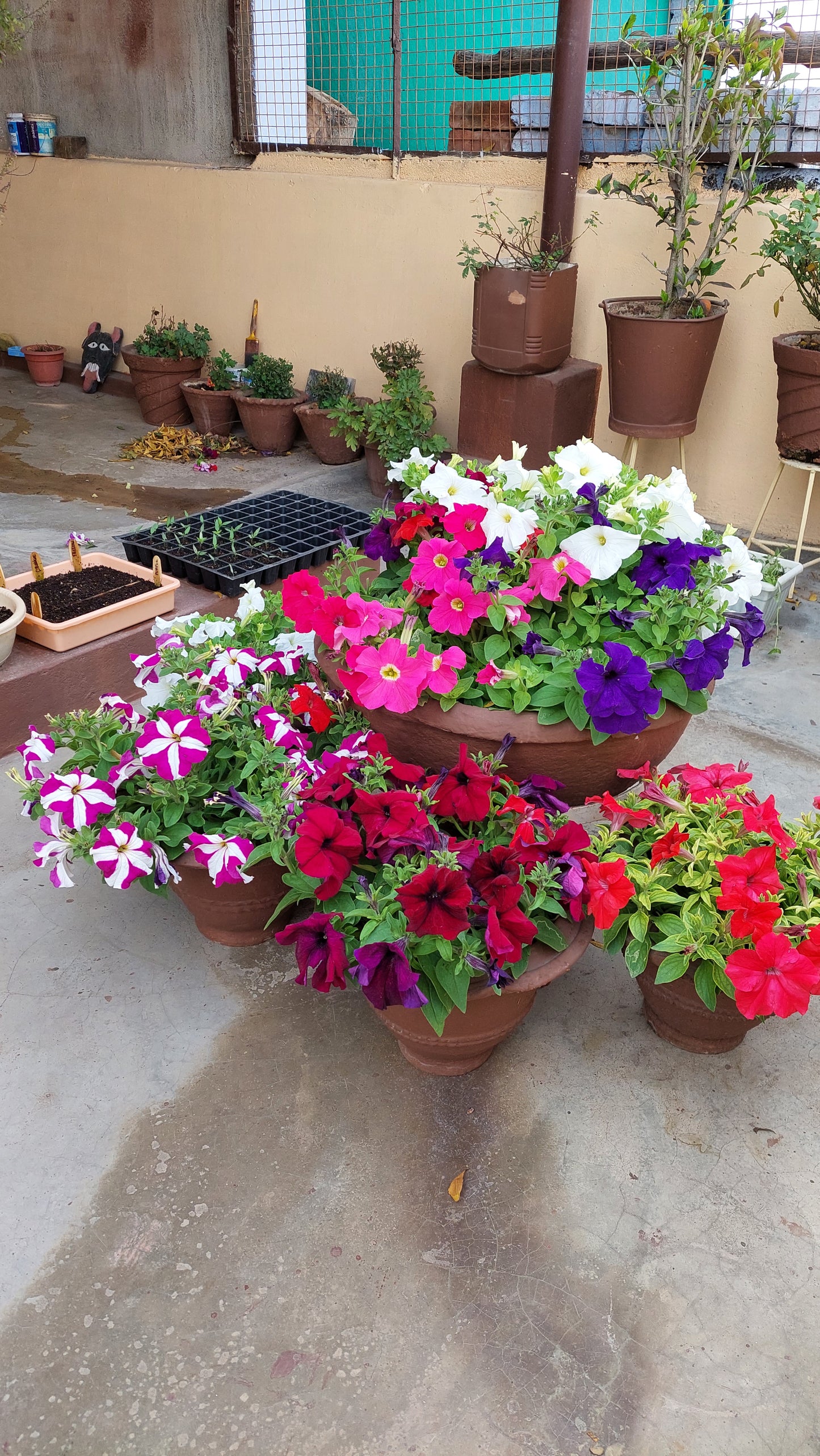 Petunia F1 Hybrid Mix | Pack of 35-40 Seeds | Imported Variety