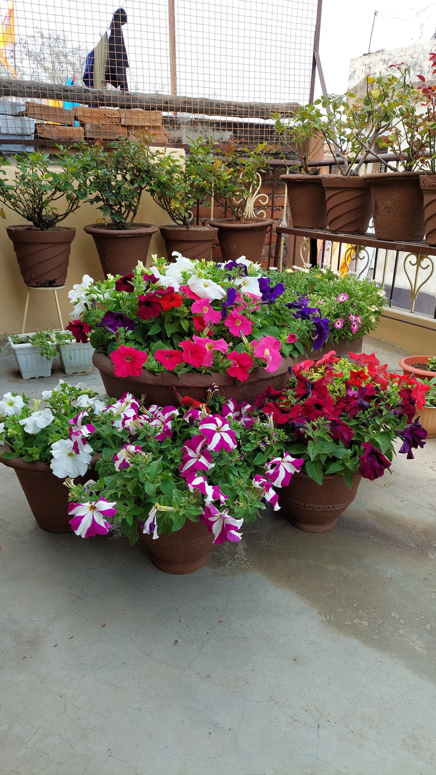 Petunia F1 Hybrid Mix | Pack of 35-40 Seeds | Imported Variety