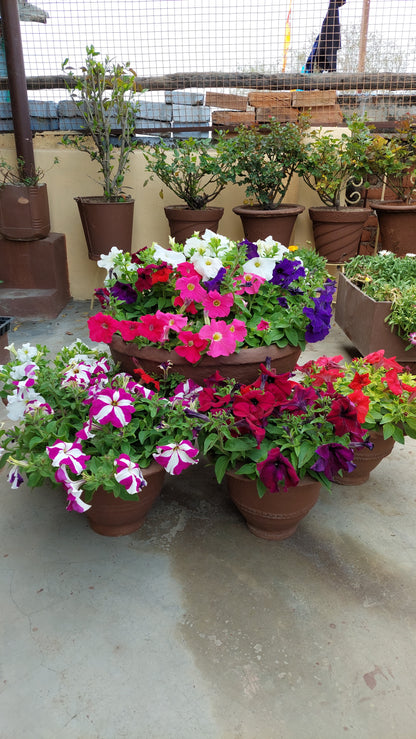 Petunia F1 Hybrid Mix | Pack of 35-40 Seeds | Imported Variety