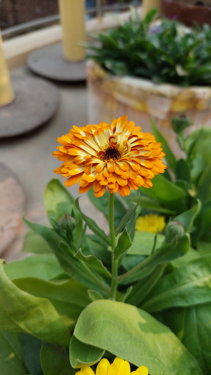 Calendula Touch of Red F1 Hybrid Mix | Pack of 30-35 Seeds | Imported Variety