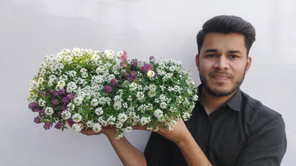 Alyssum Wonderland F1 Hybrid Mix | Pack of 70-100 Seeds | Imported Variety