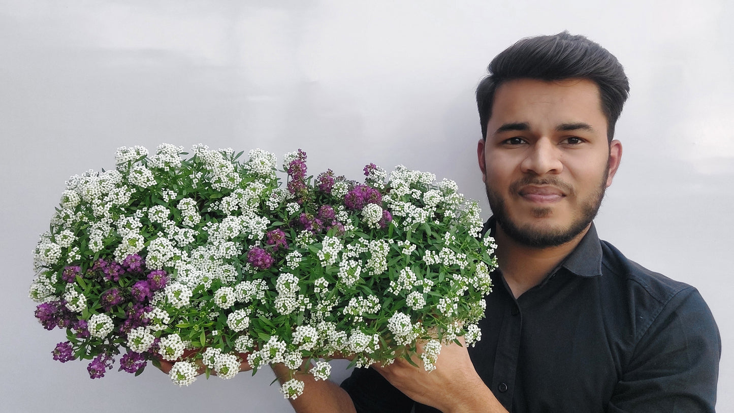 Alyssum Wonderland F1 Hybrid Mix | Pack of 70-100 Seeds | Imported Variety