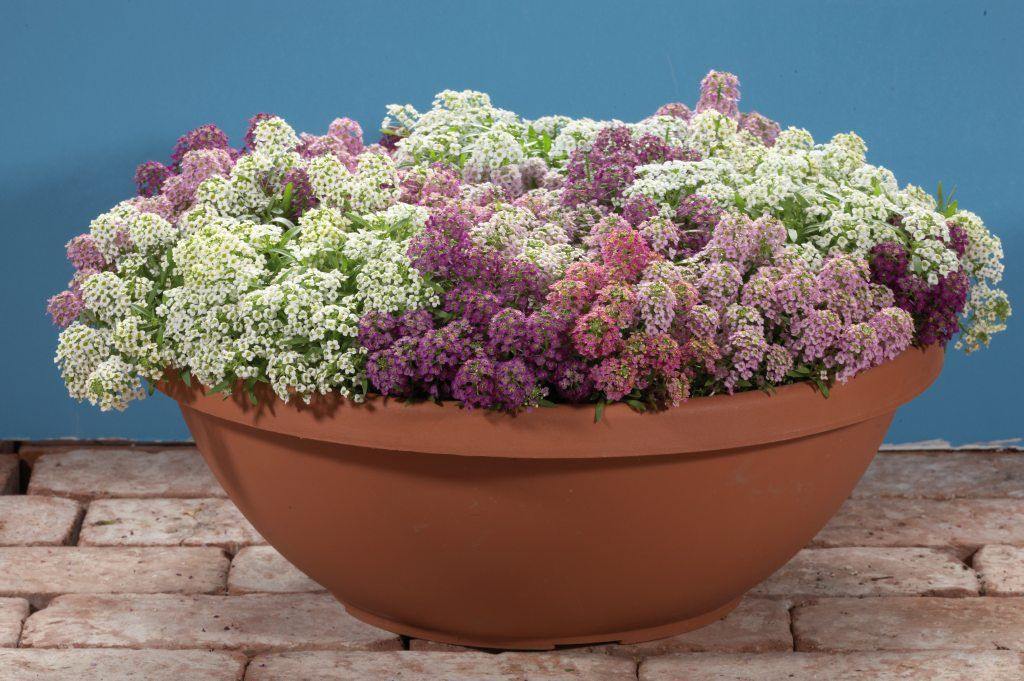 Winter Bloom Combo – 8-in-1 Flower Seed Pack