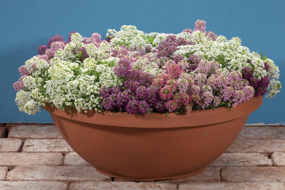 Winter Bloom Combo – 8-in-1 Flower Seed Pack