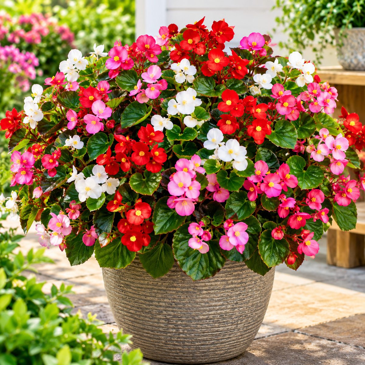 Begonia Semperflorens Sprint Plus Maxi F1 Hybrid Mix | Pack of 45-50 Seeds | Imported Variety
