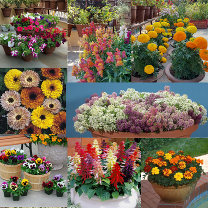 Winter Bloom Combo – 8-in-1 Flower Seed Pack