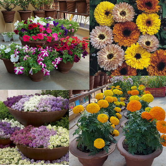 Grow 4 Beautiful Winter Flowers – Marigold, Petunia, Alyssum & Calendula in One Pack!