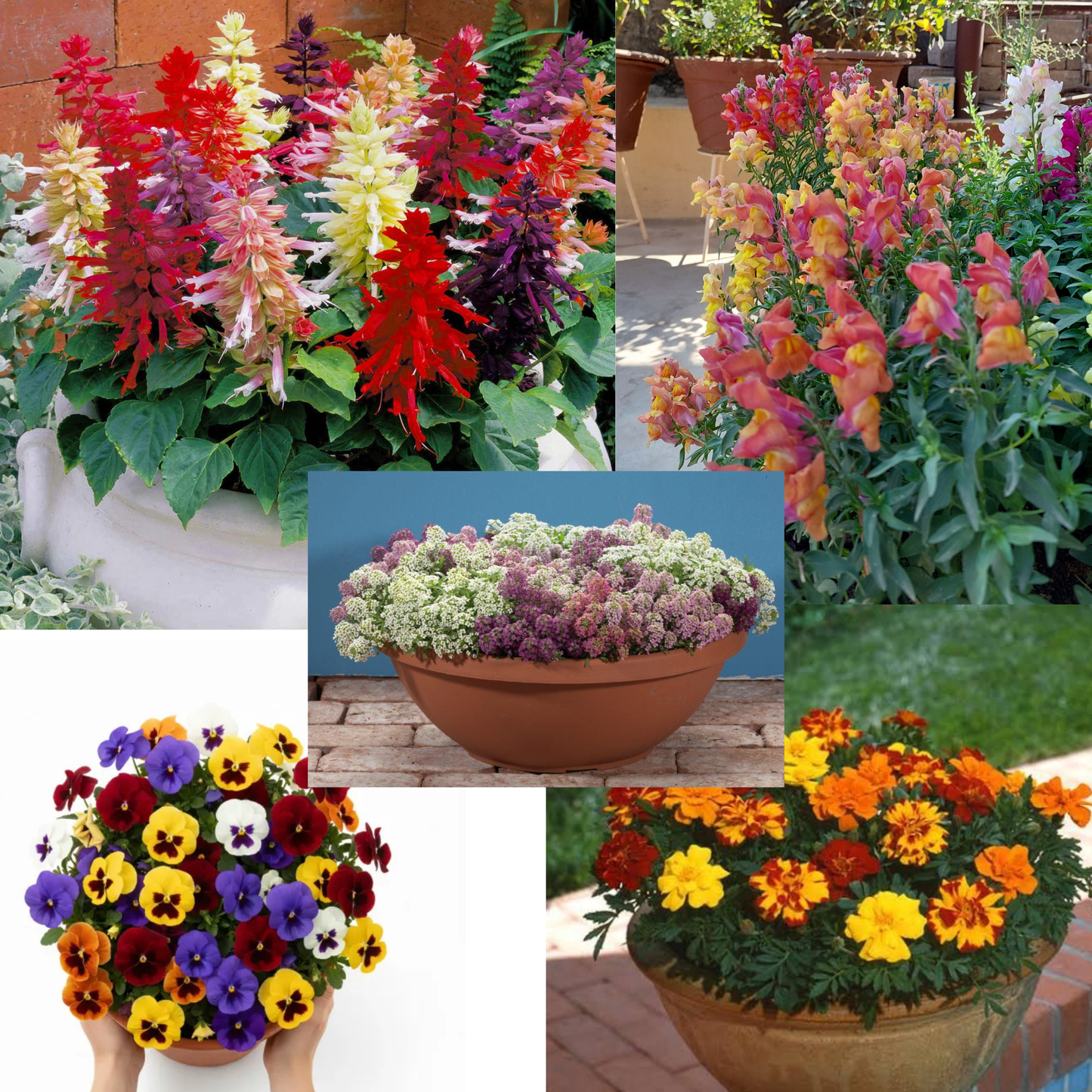 Grow 5 Royal Winter Flowers – Salvia, Snapdragon, Alyssum, French Marigold & Pansy in One Combo!