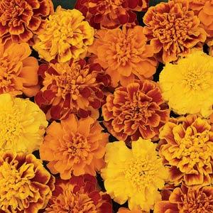 French Marigold Bonanza F1 Hybrid Mix | Pack of 25-30 Seeds | Imported Variety