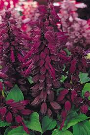 Salvia Vista F1 Hybrid Mix | Pack of 30-35 Seeds | Imported Variety